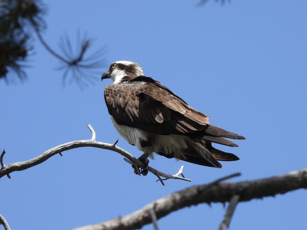 Osprey - Ethan Matsuyama