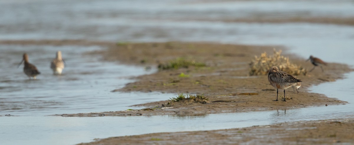 Bar-tailed Godwit - Ilya Povalyaev