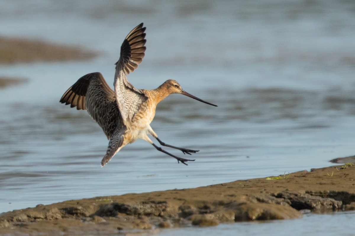 Bar-tailed Godwit - Ilya Povalyaev