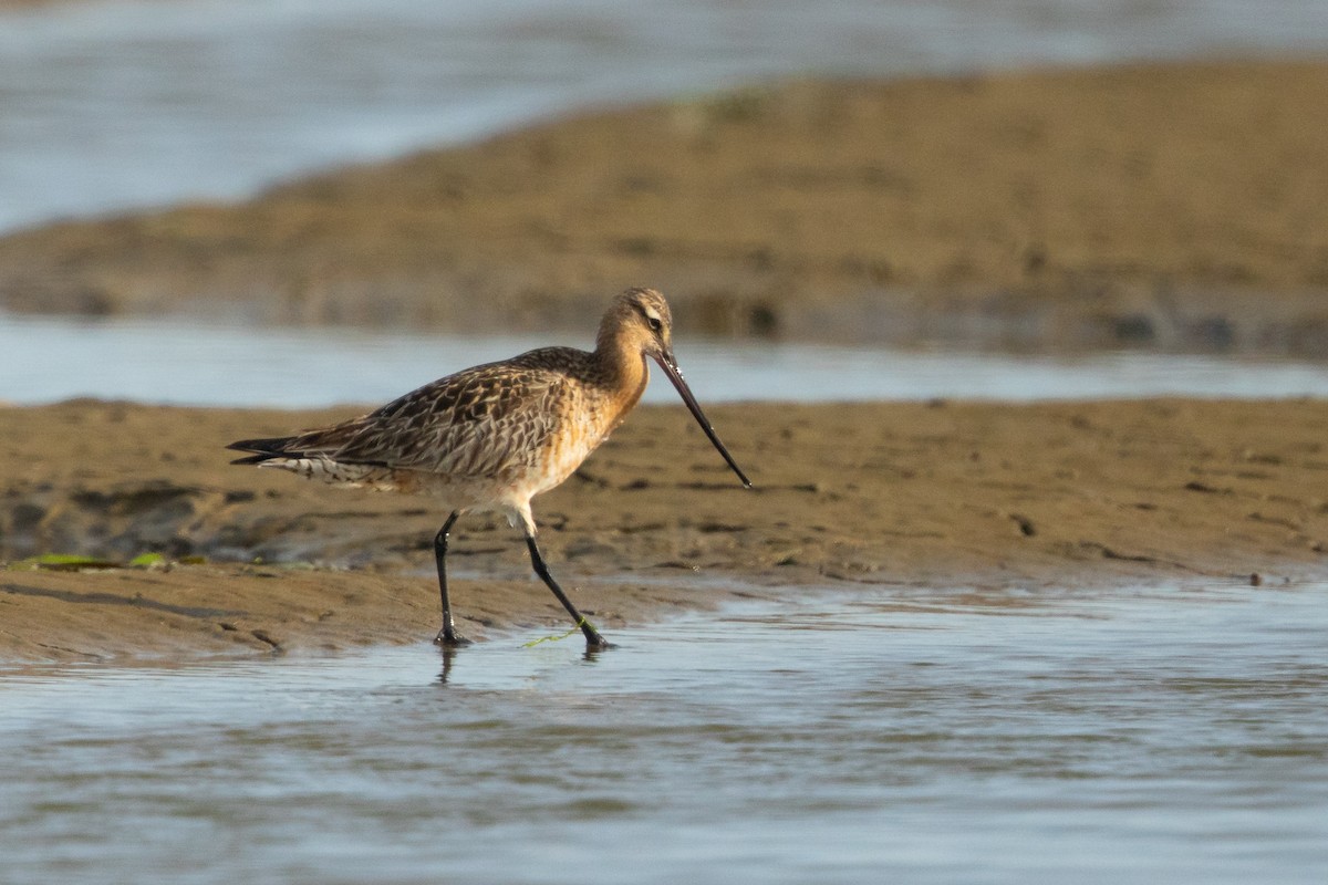 Bar-tailed Godwit - Ilya Povalyaev