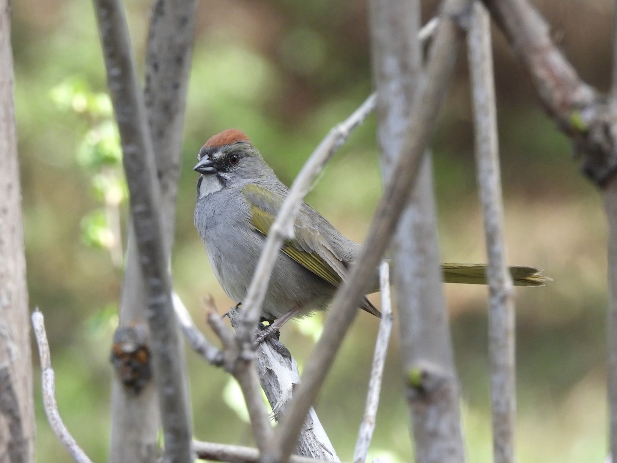 Green-tailed Towhee - ML619384657