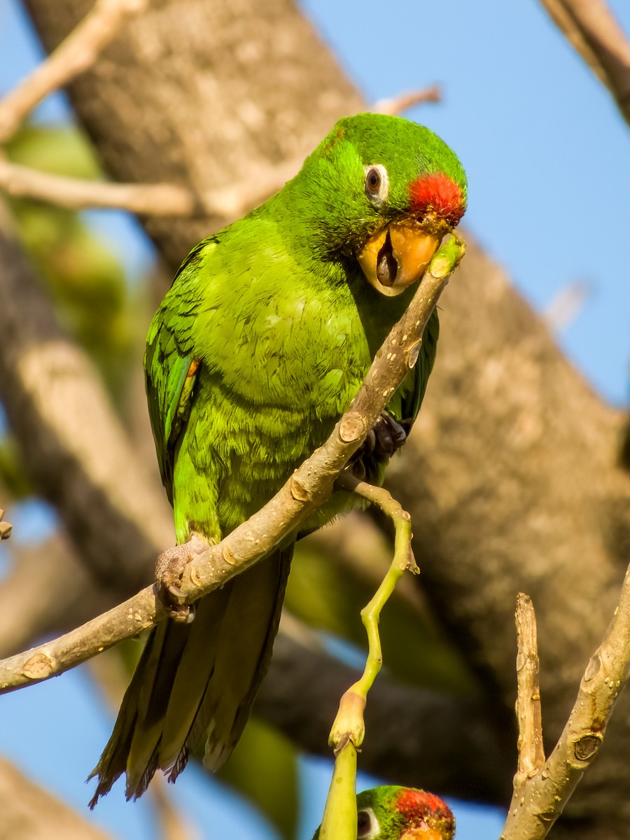 Crimson-fronted Parakeet - Imogen Warren