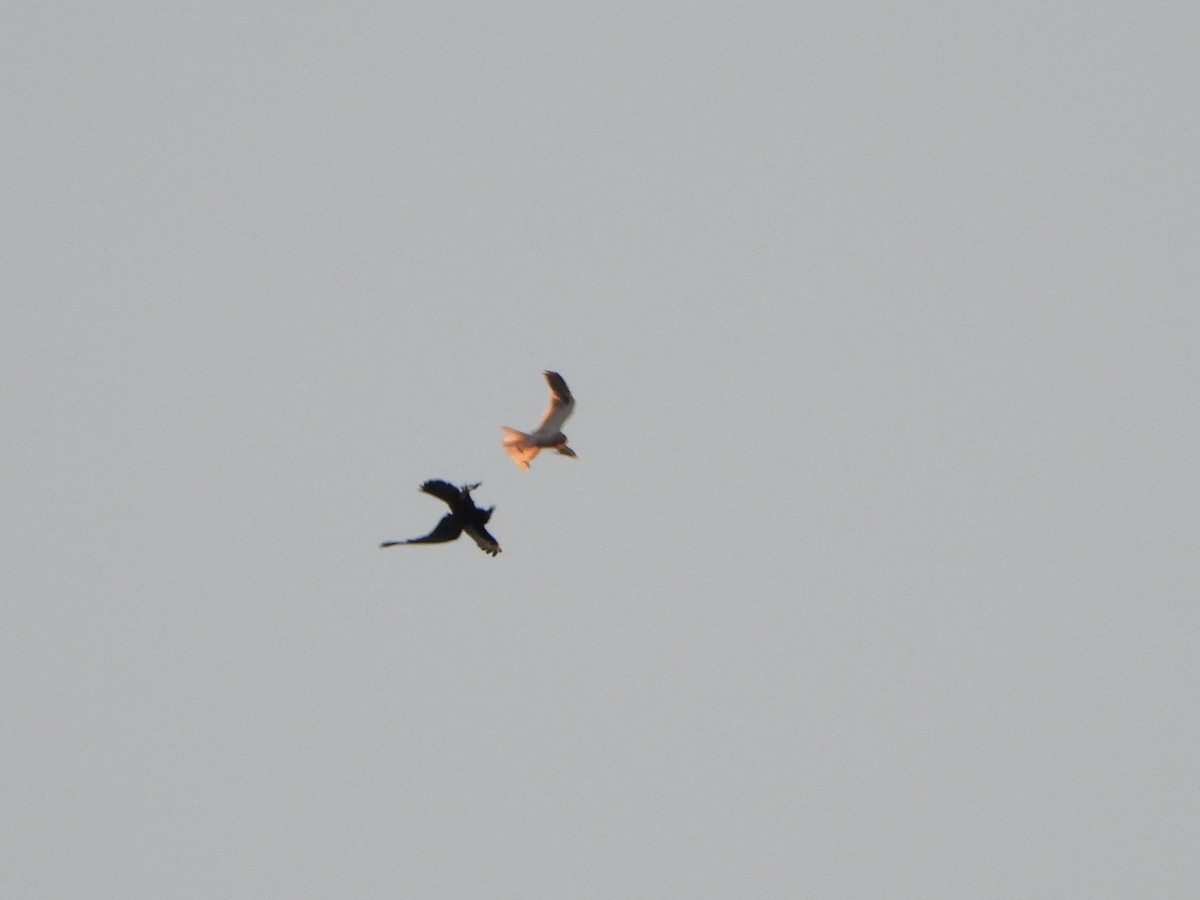 Black-shouldered Kite - Anonymous