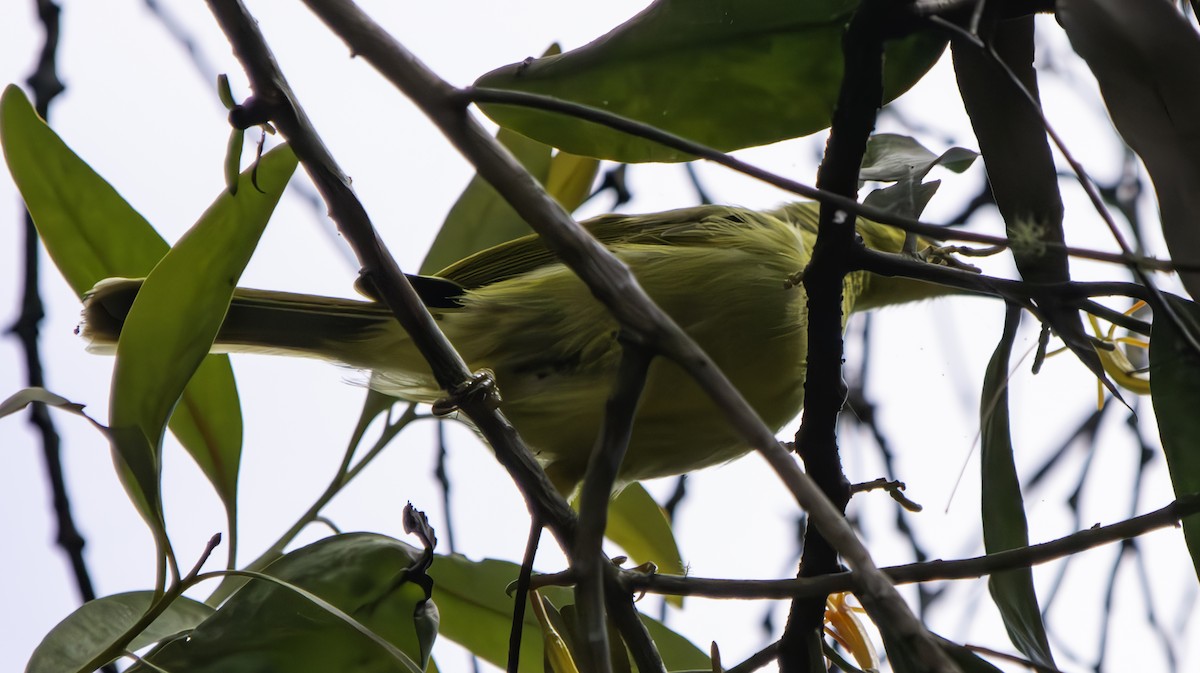 Yellow Honeyeater - Rebel Warren and David Parsons