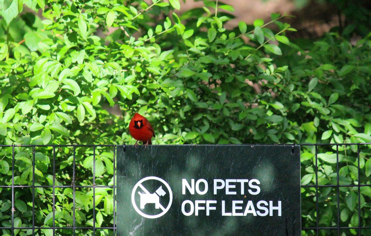 Northern Cardinal - ML619384697