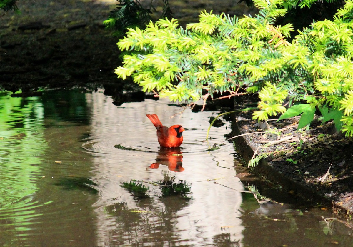 Northern Cardinal - Neema Das