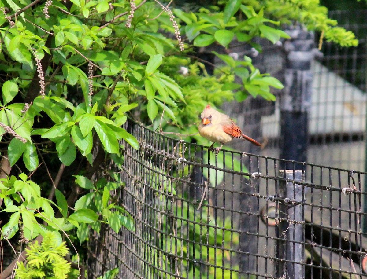 Northern Cardinal - ML619384700