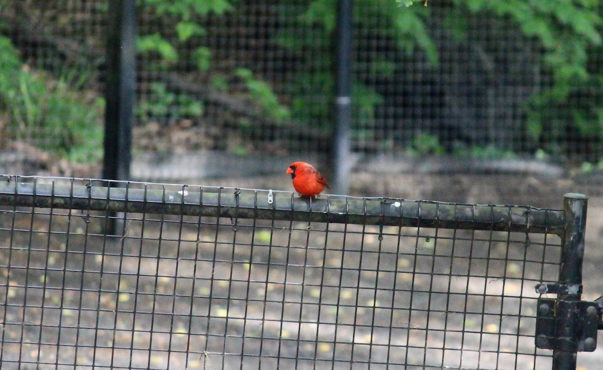 Northern Cardinal - ML619384701