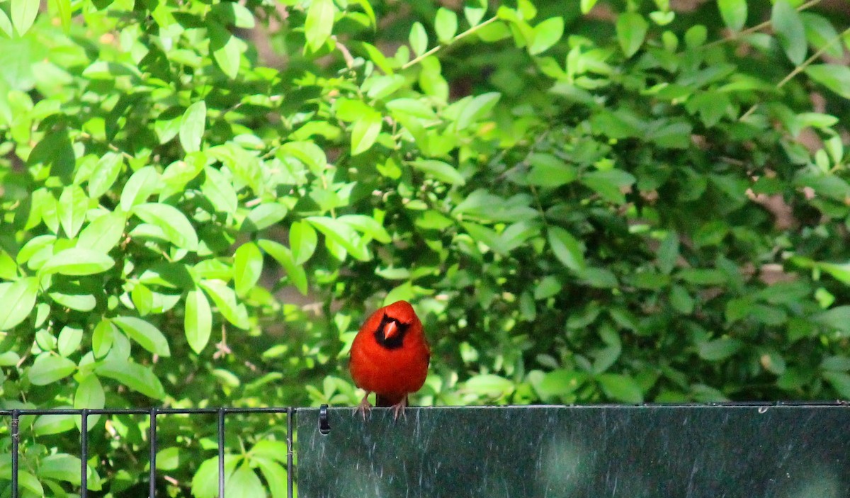 Northern Cardinal - Neema Das