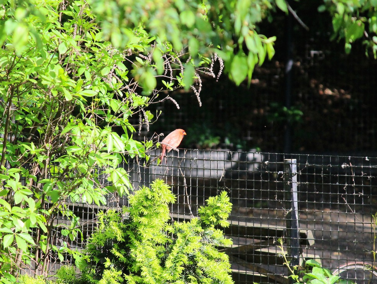 Northern Cardinal - Neema Das