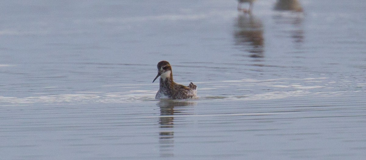 Red-necked Phalarope - Tom Devecseri