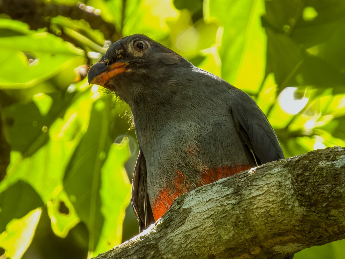 Slaty-tailed Trogon - Imogen Warren