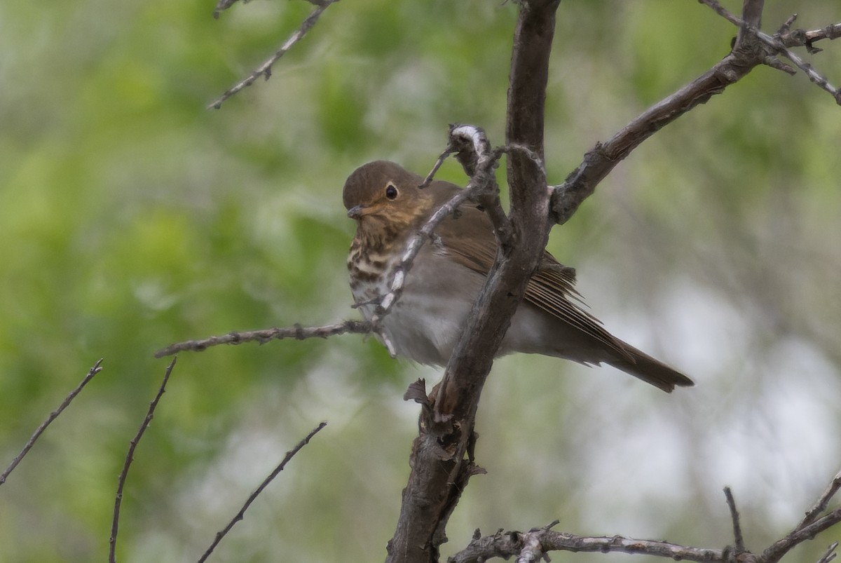 Swainson's Thrush - ML619384733