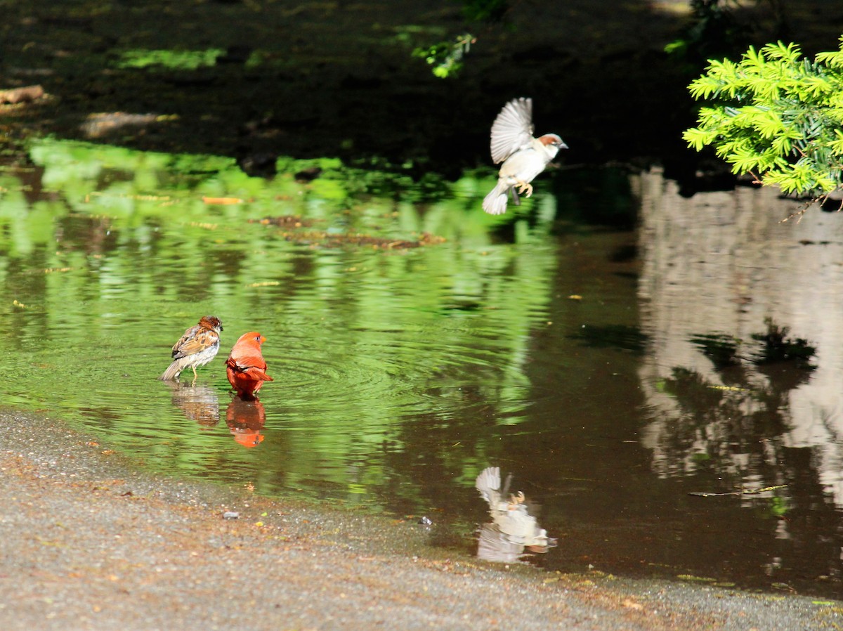 Northern Cardinal - ML619384771