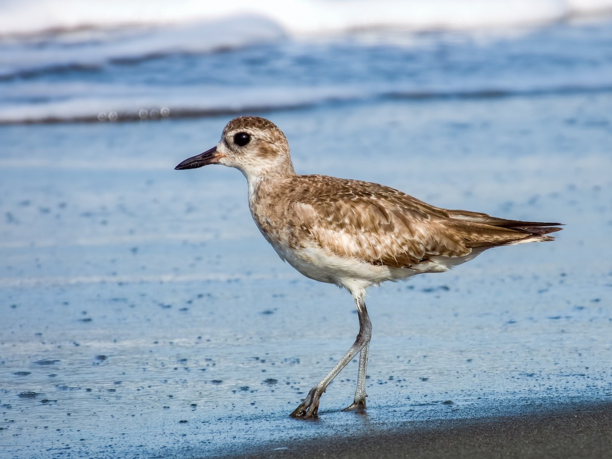 Black-bellied Plover - Imogen Warren