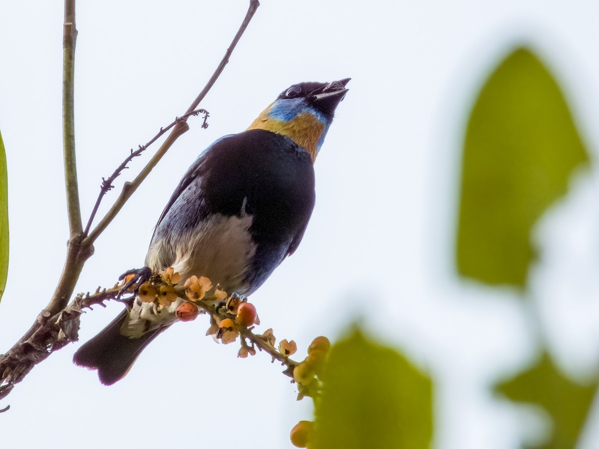 Golden-hooded Tanager - Imogen Warren