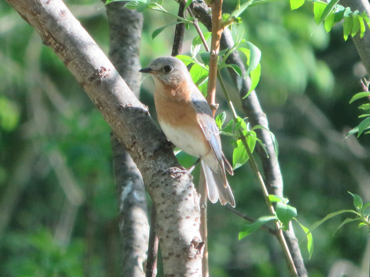 Eastern Bluebird - Mark Noble