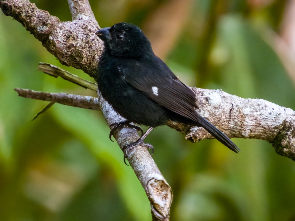 Thick-billed Seed-Finch - Imogen Warren