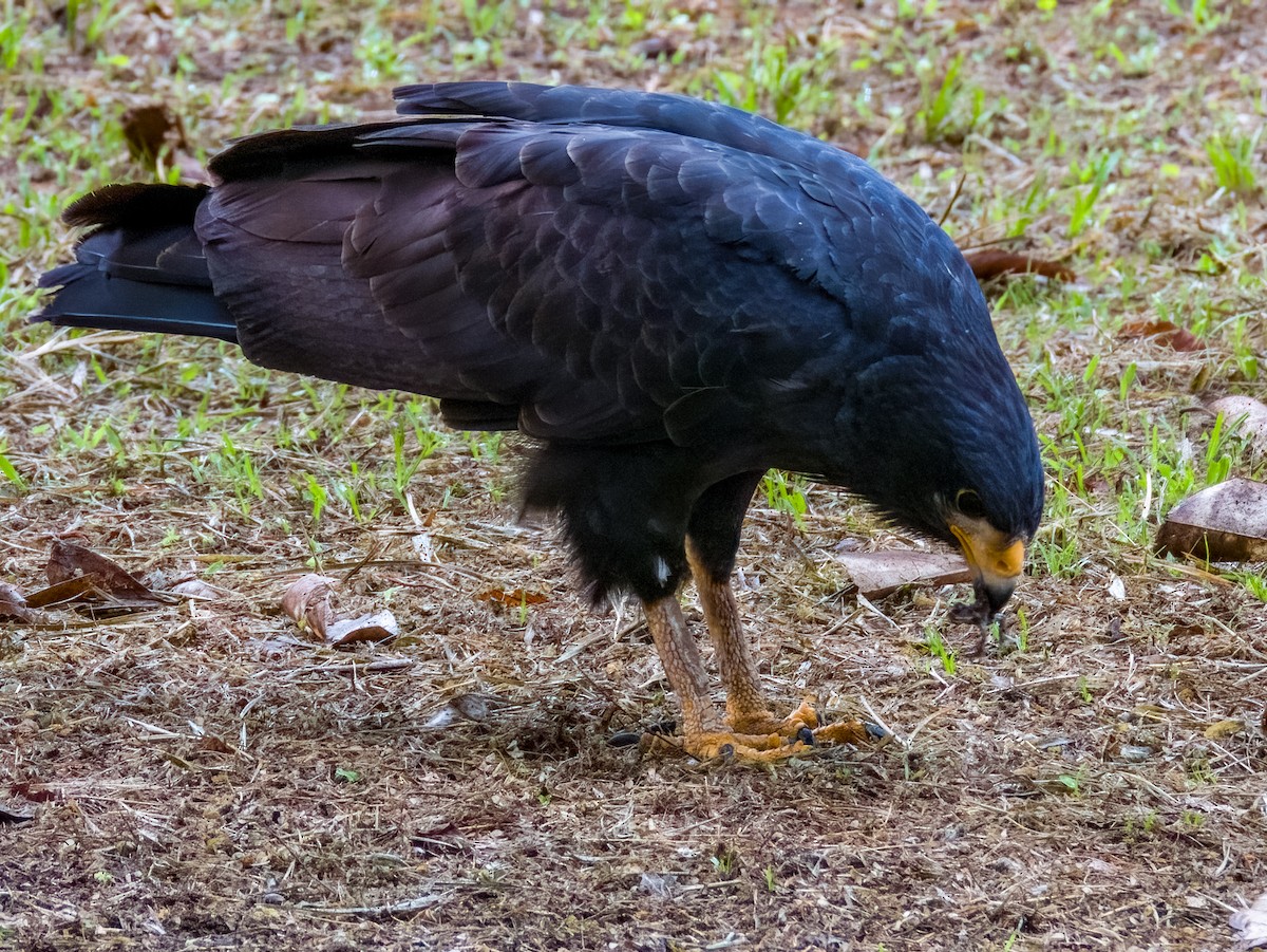 Common Black Hawk - Imogen Warren