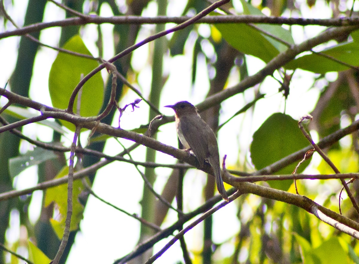 Philippine Bulbul - ML619384820