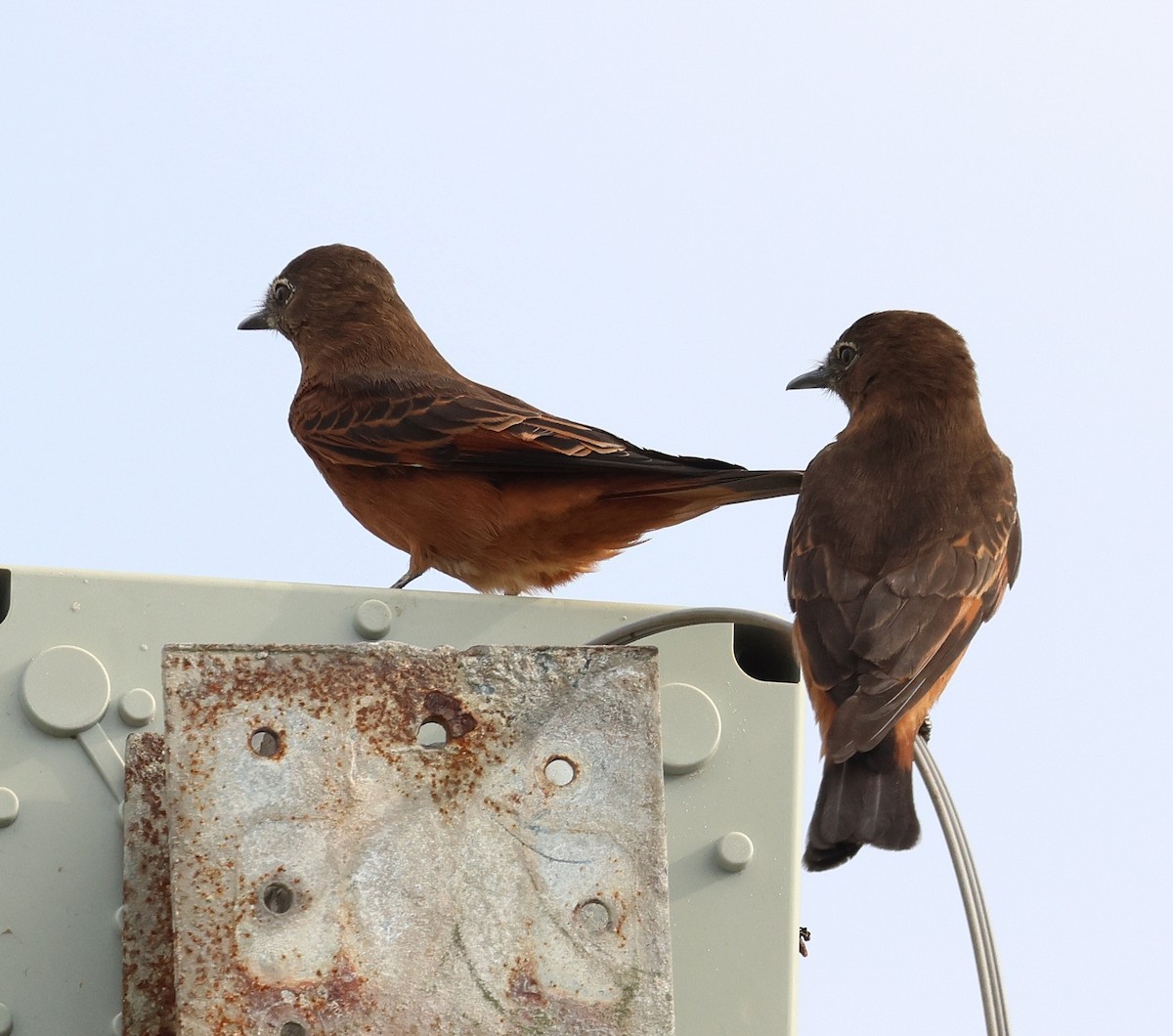 Cliff Flycatcher - Miguel Podas