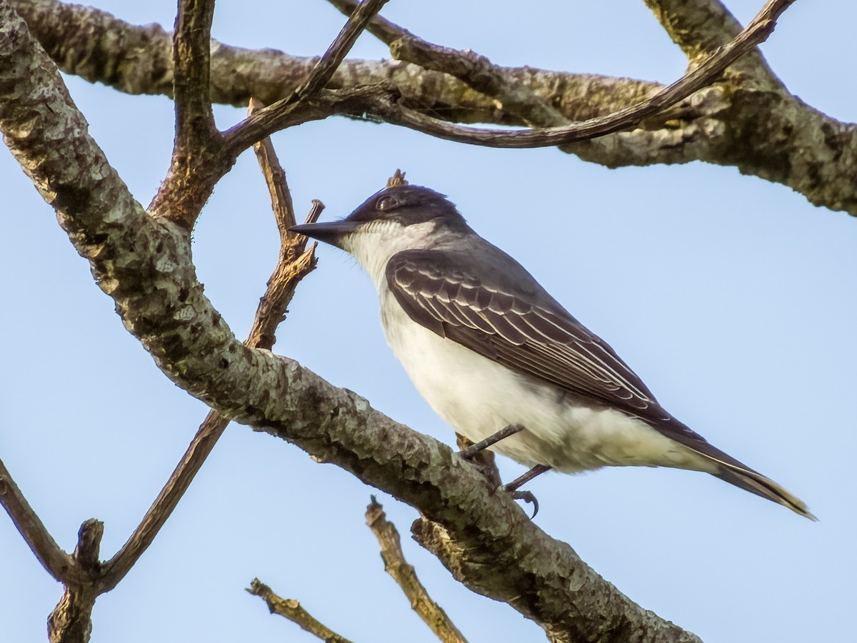 Eastern Kingbird - Imogen Warren