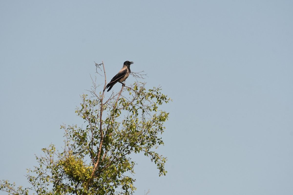 Hooded Crow - Sunanda Vinayachandran