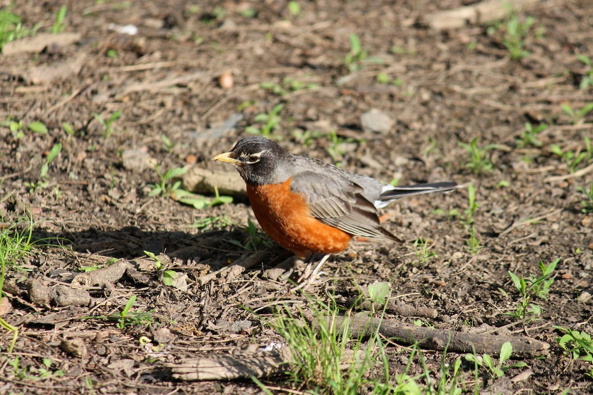 American Robin - Neema Das