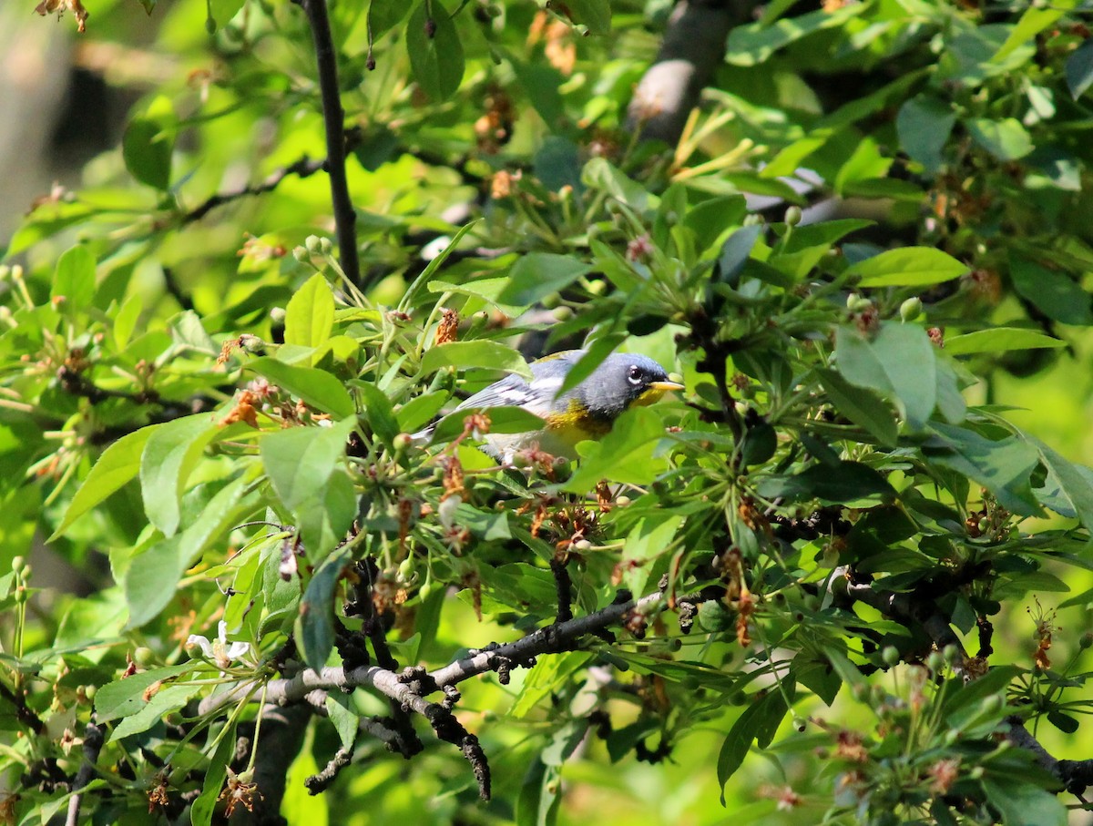 Northern Parula - Neema Das