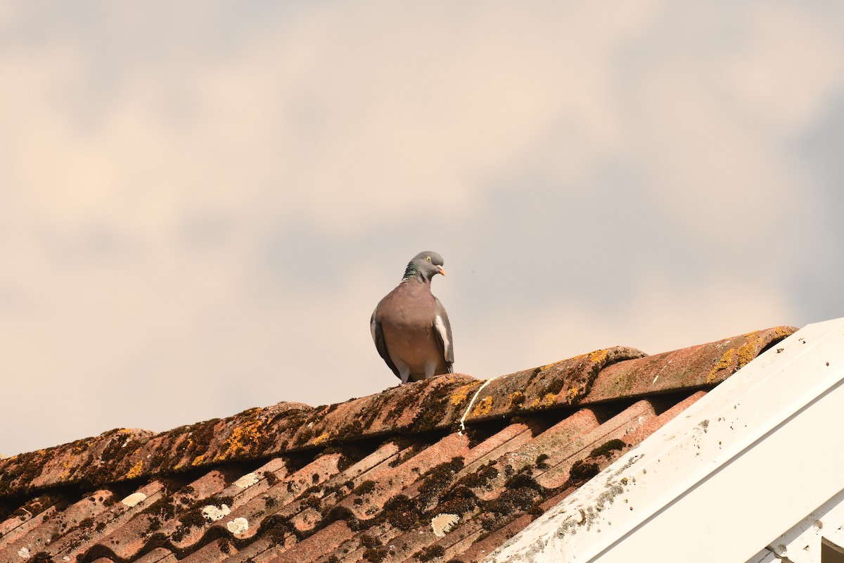 Common Wood-Pigeon - Sunanda Vinayachandran