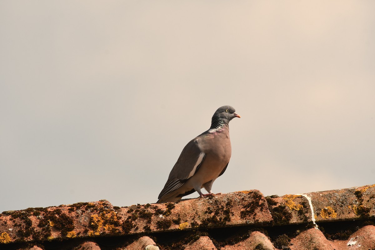 Common Wood-Pigeon - Sunanda Vinayachandran