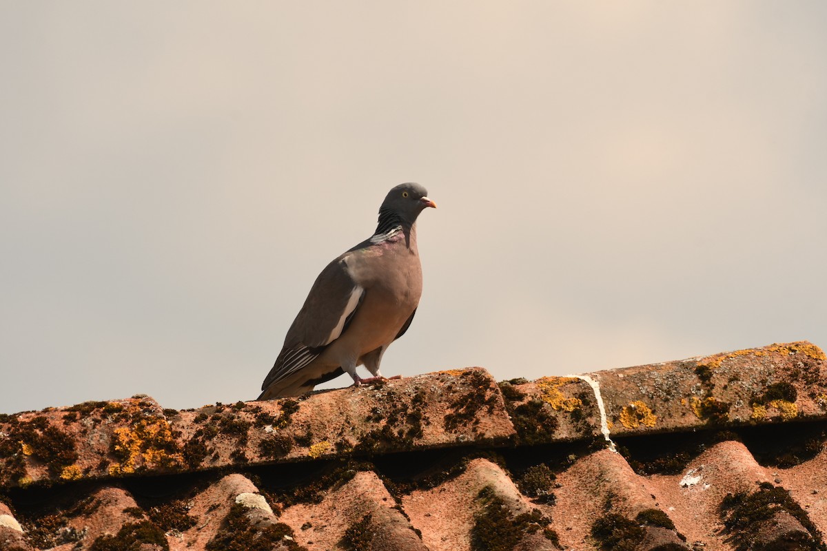 Common Wood-Pigeon - Sunanda Vinayachandran