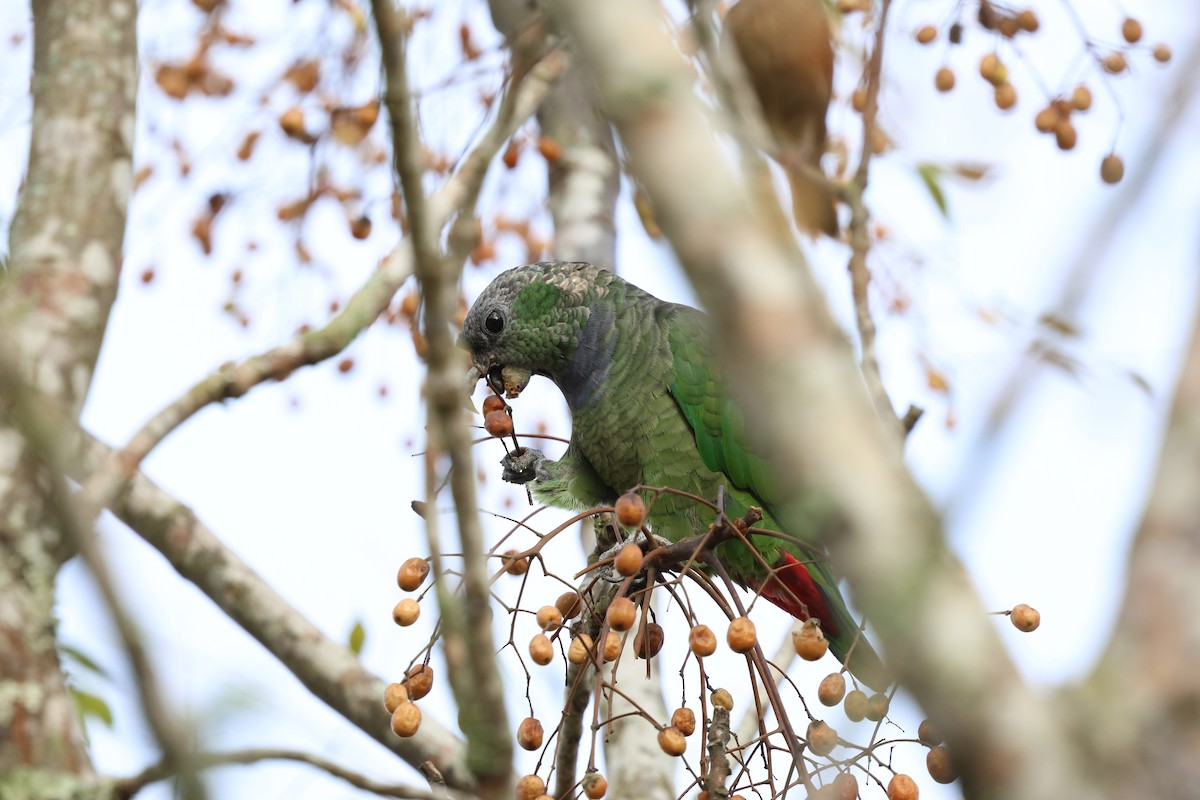 Scaly-headed Parrot - Miguel Podas