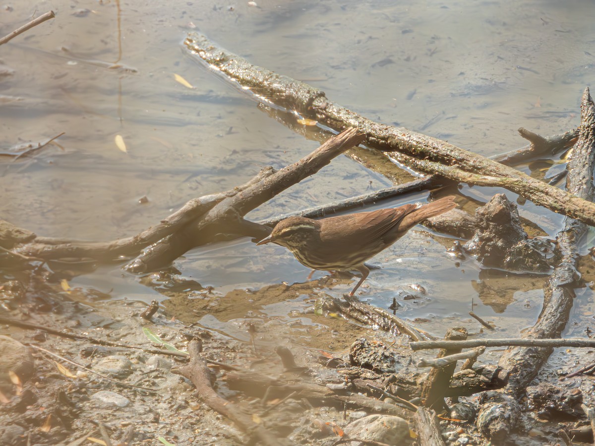 Northern Waterthrush - Jose Sanchez