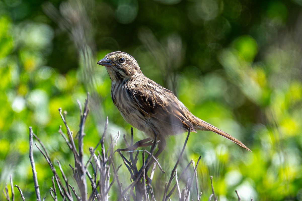 Song Sparrow - ML619384912