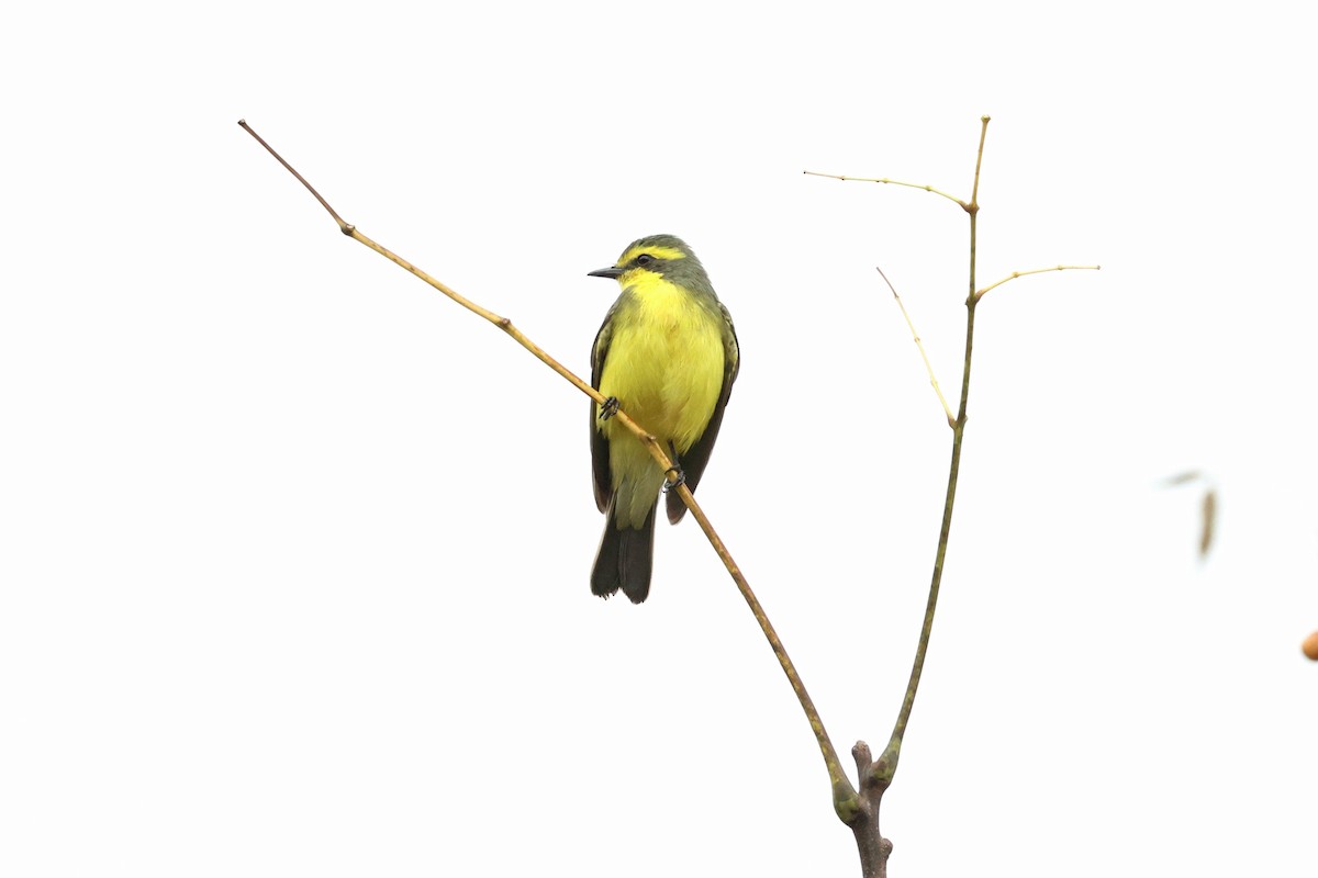 Yellow-browed Tyrant - Miguel Podas