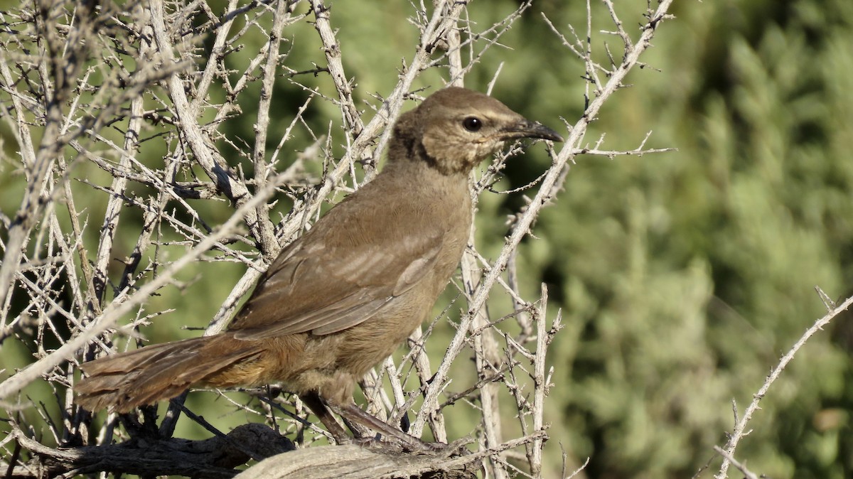 California Thrasher - Petra Clayton