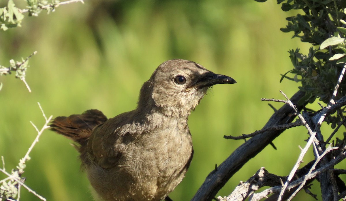 California Thrasher - Petra Clayton