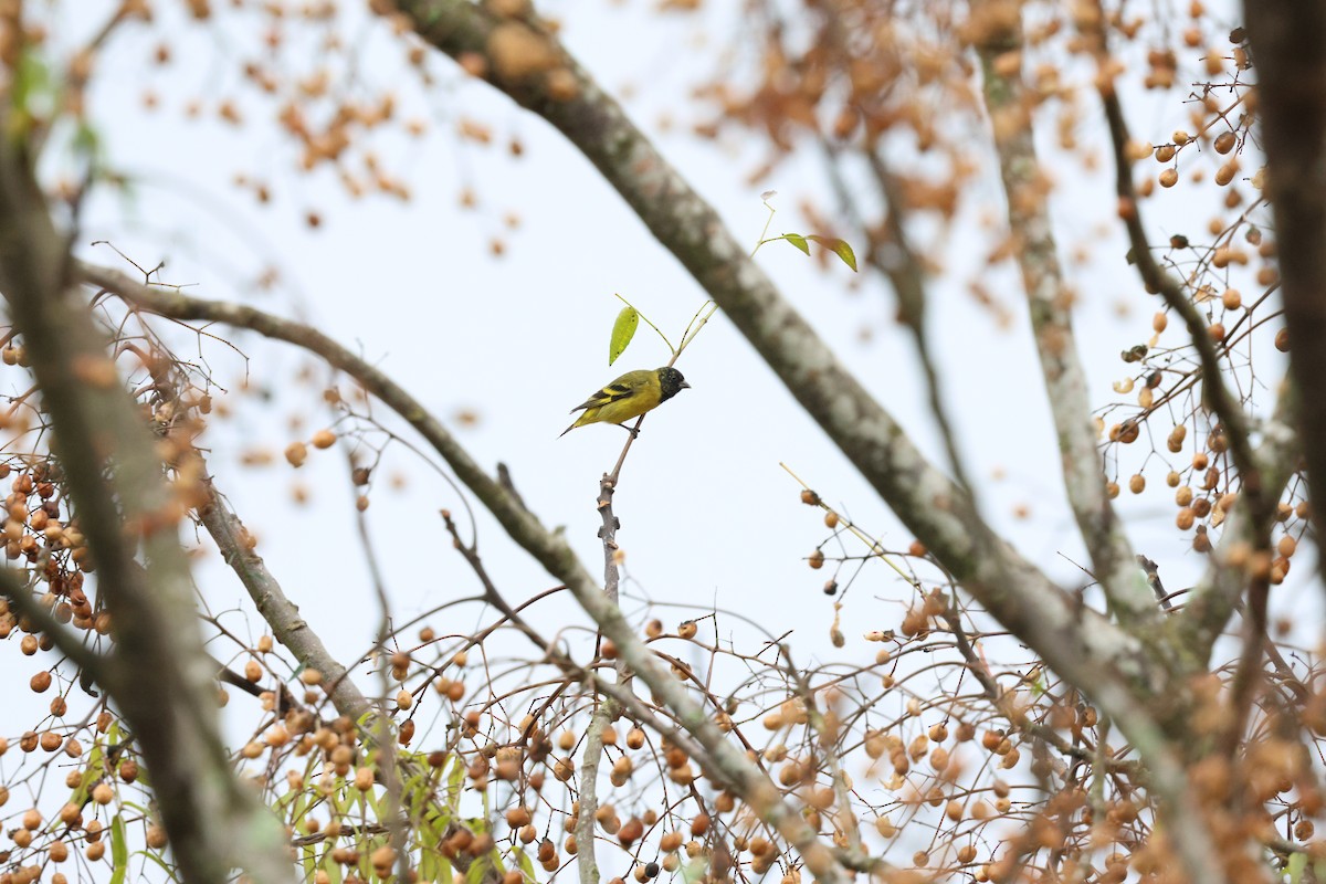 Hooded Siskin - Miguel Podas