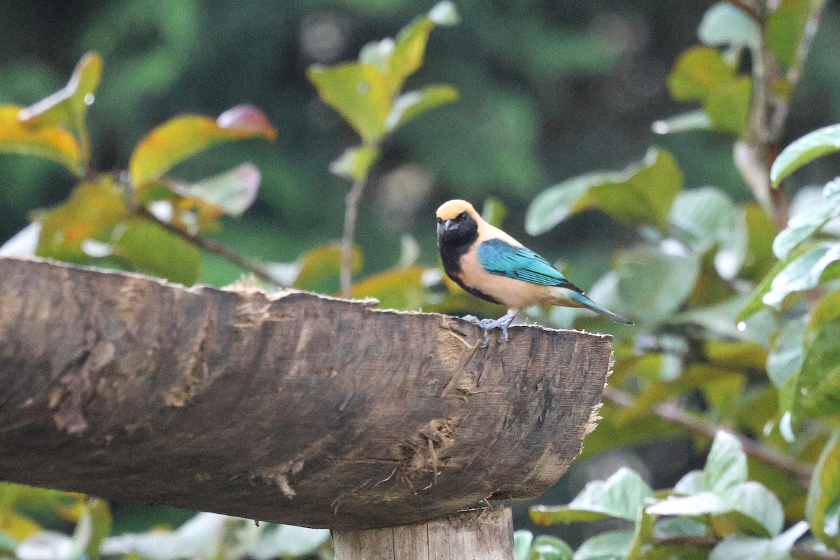 Burnished-buff Tanager - Miguel Podas