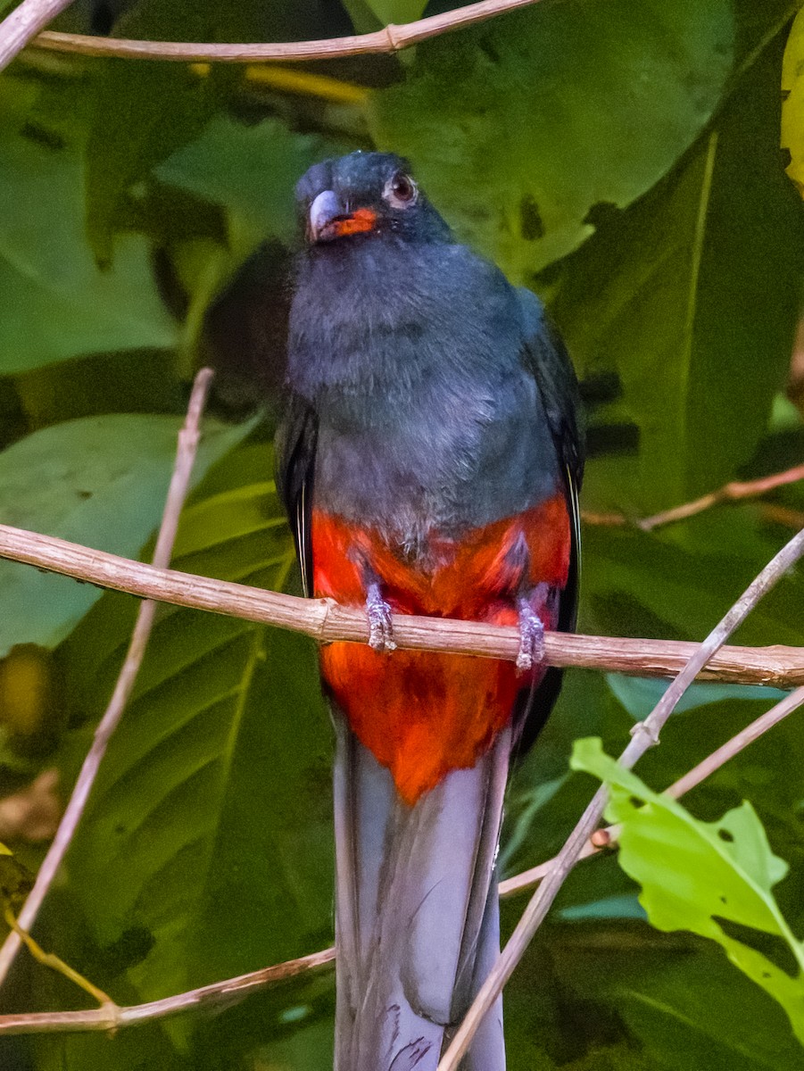 Slaty-tailed Trogon - Imogen Warren