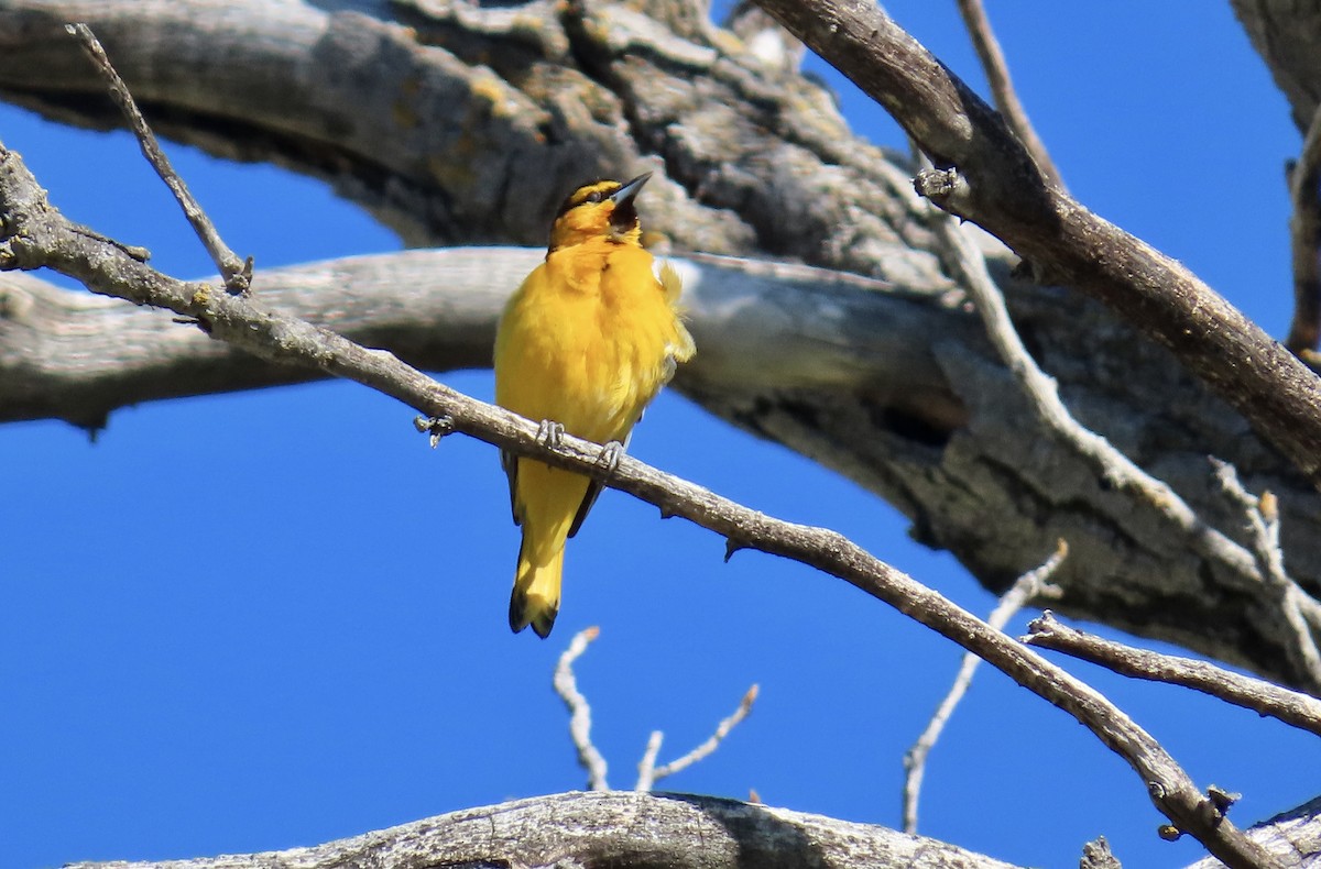 Bullock's Oriole - Petra Clayton