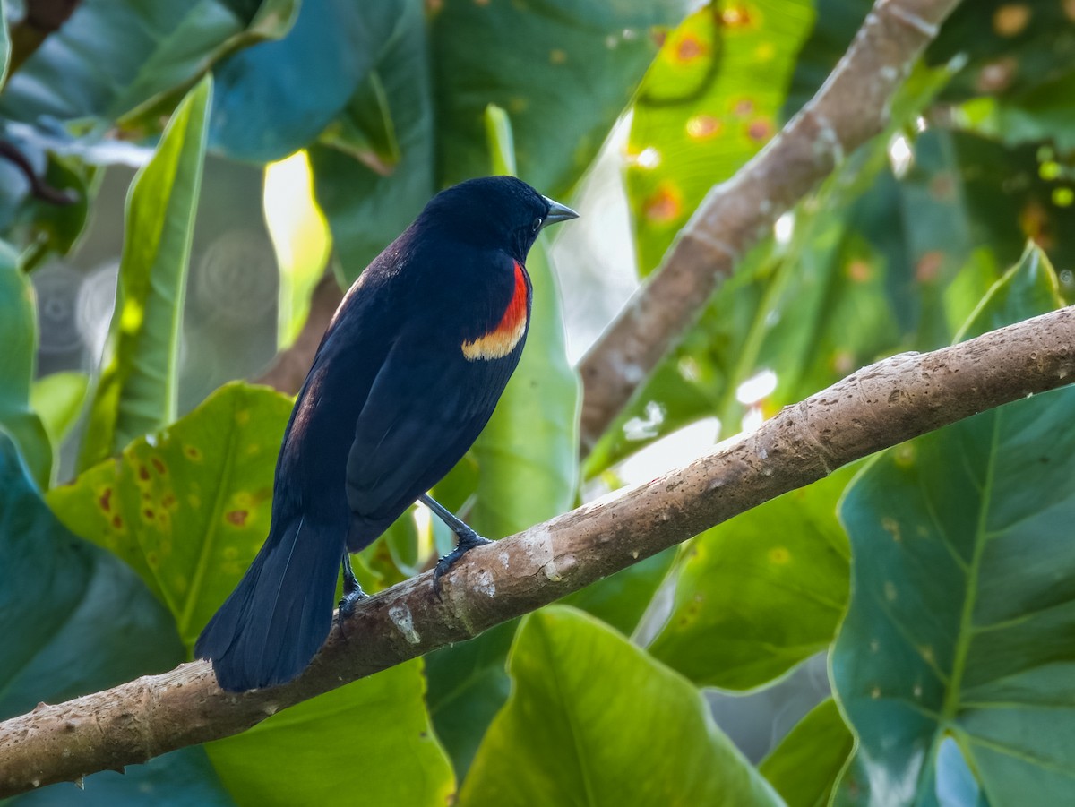 Red-winged Blackbird - Imogen Warren