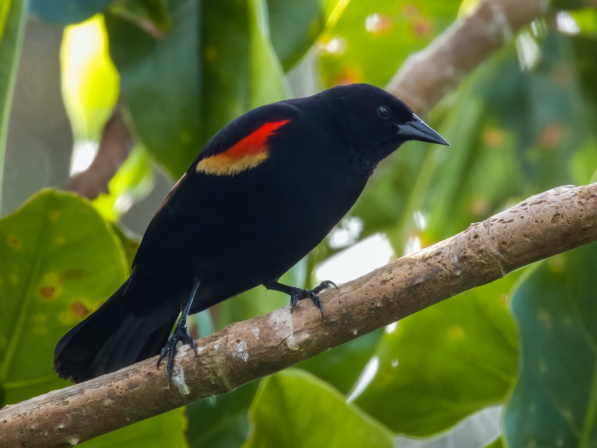 Red-winged Blackbird - Imogen Warren