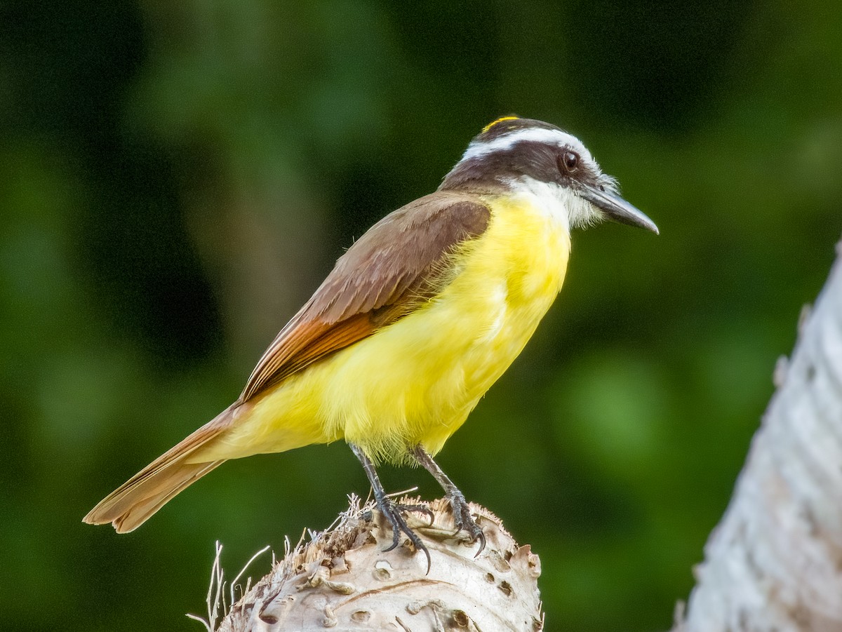 Great Kiskadee - Imogen Warren