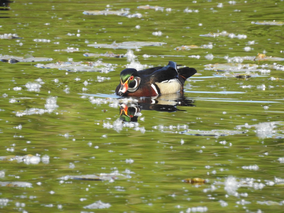 Wood Duck - Victoria Chaussee