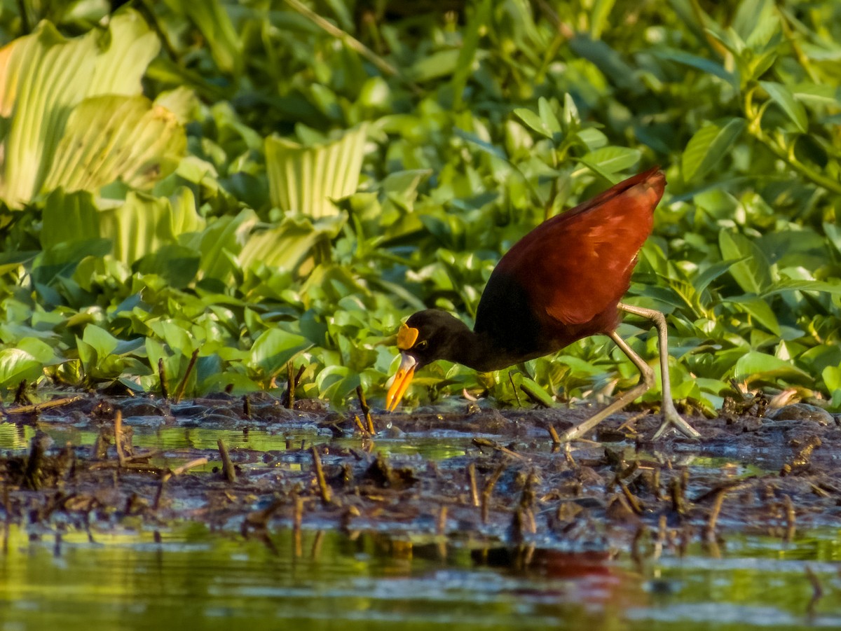 Northern Jacana - Imogen Warren