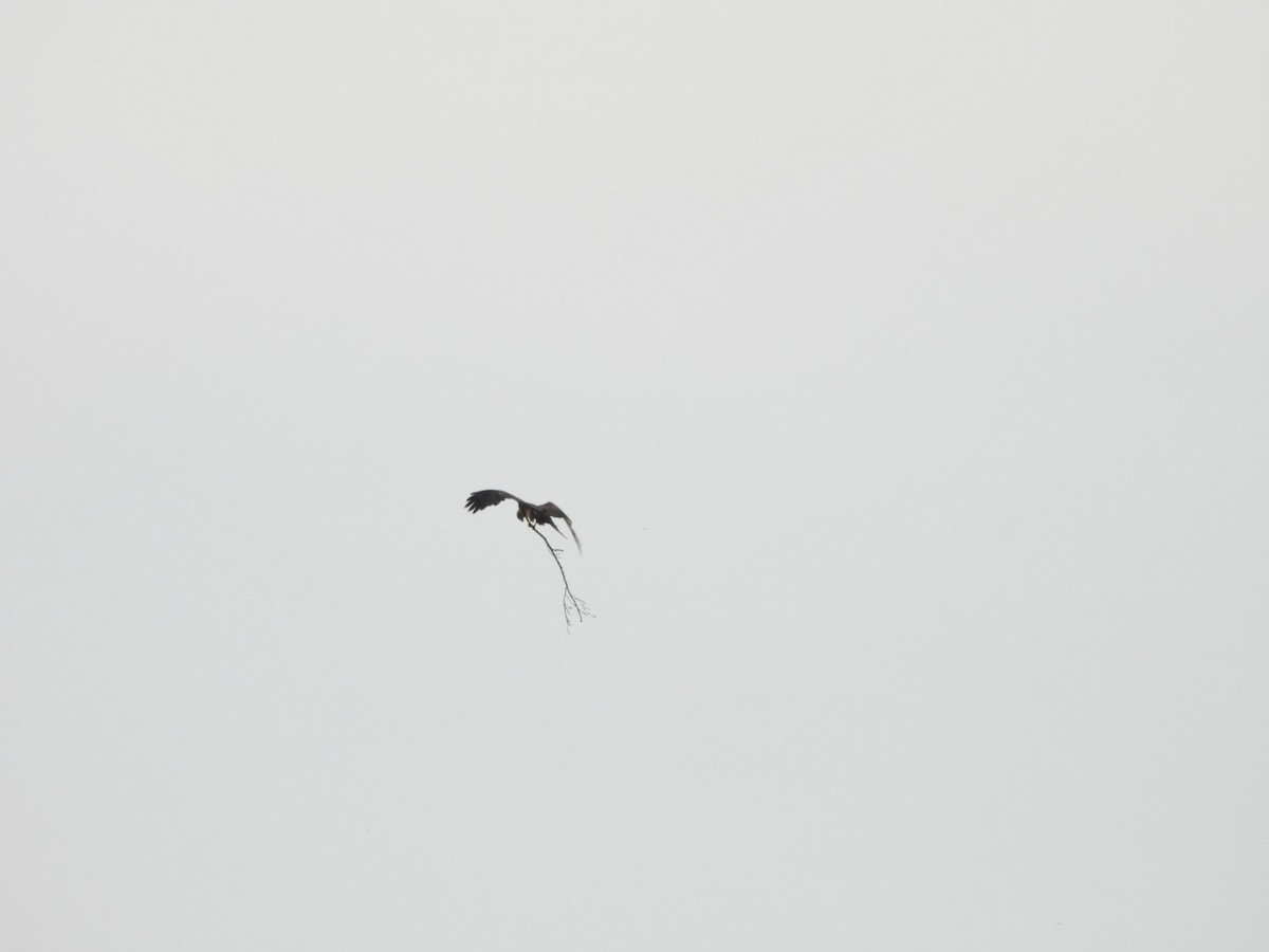 Black Kite - Anja Kahl