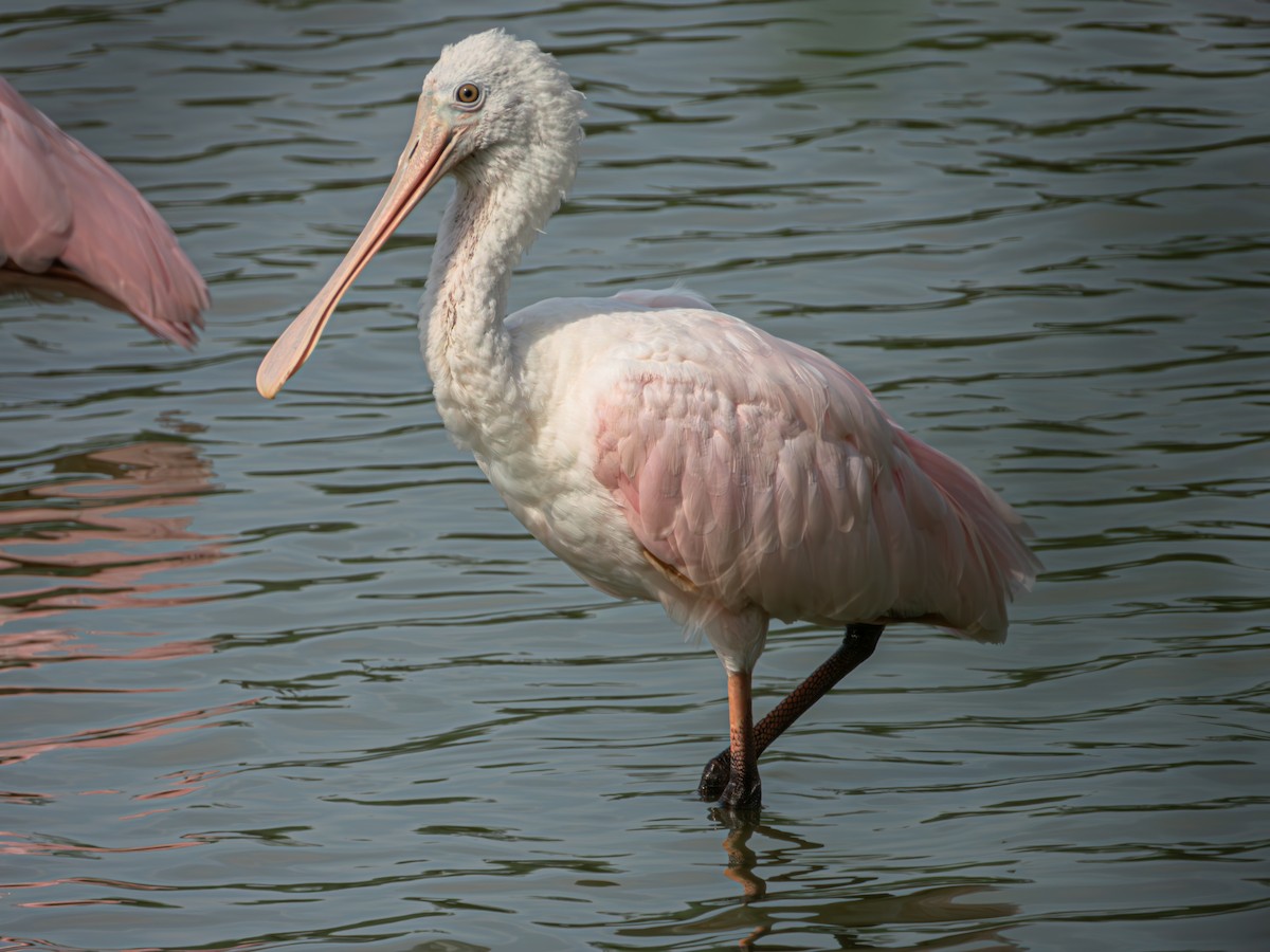 Roseate Spoonbill - Jose Sanchez