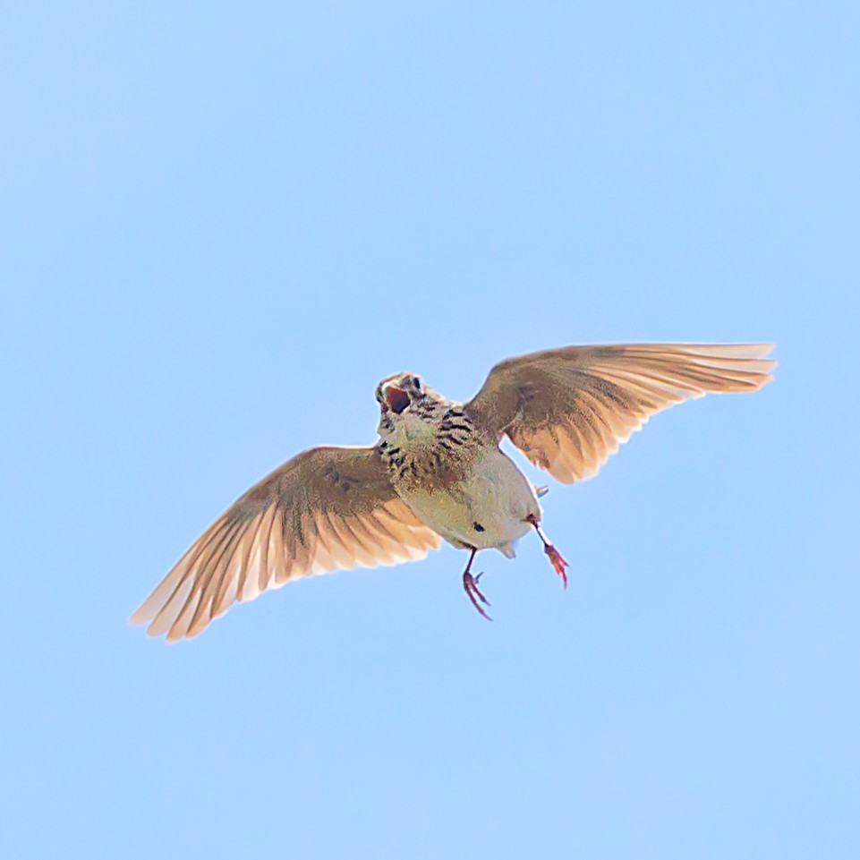Eurasian Skylark - Masaharu Inada